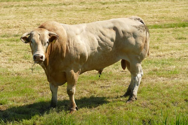 Methods of Artificial Insemination in Cattle