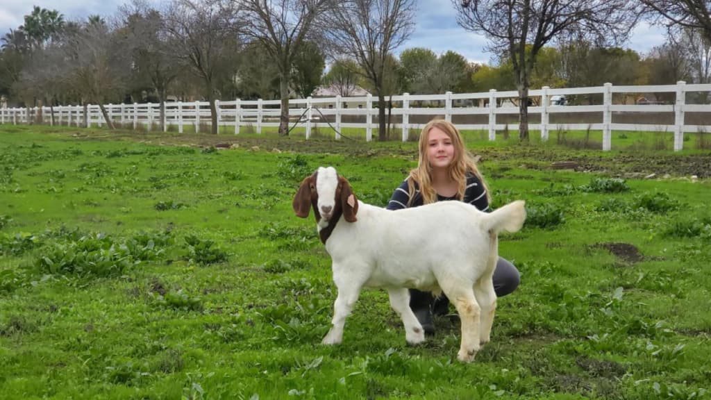 A little girl is standing next to a goat in a field