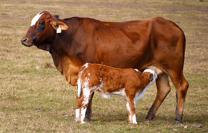 A cow and a calf standing in a field