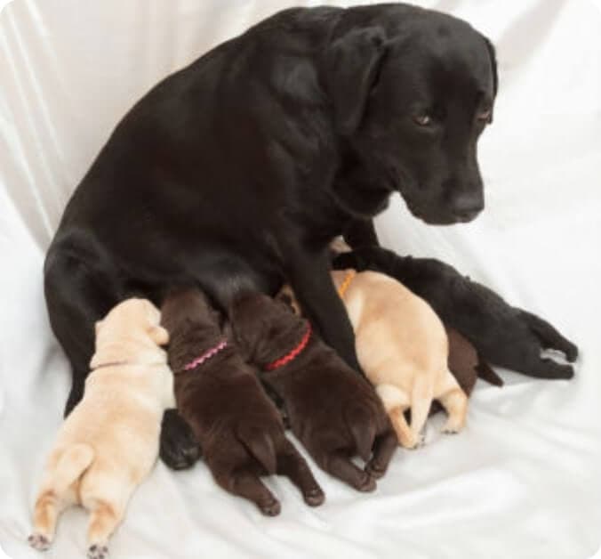 A dog feeds his puppies