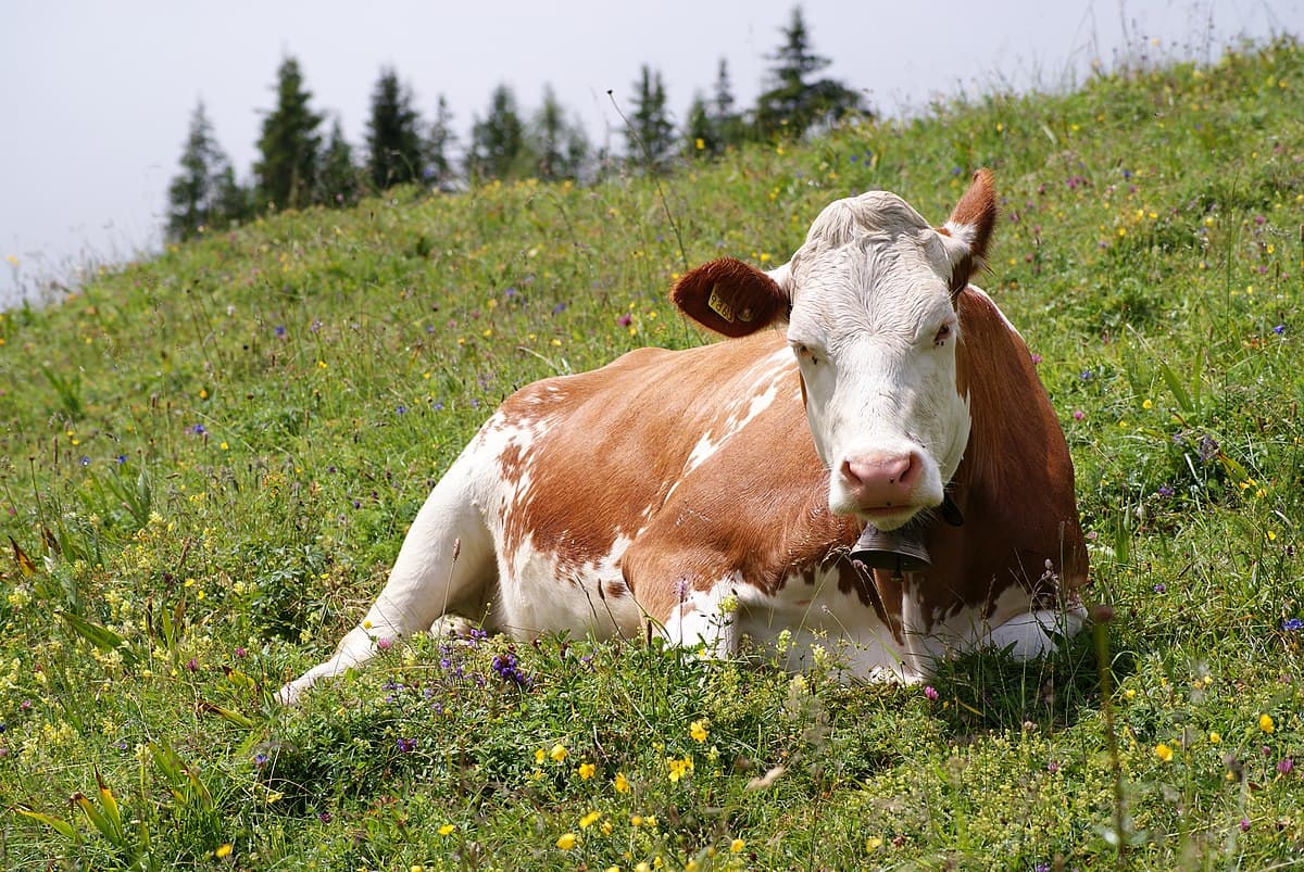 The cow is lying on her belly in the meadow
