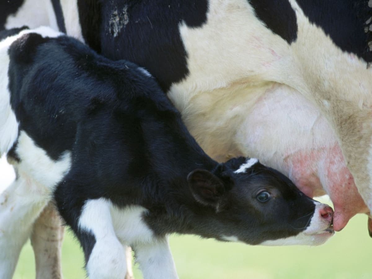 A calf drinks milk from a cow