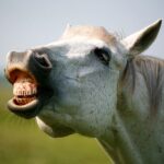 The horse shows his teeth to the camera