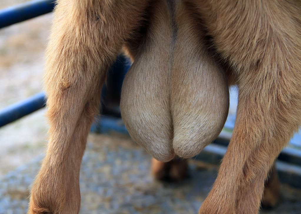 An enlarged scrotum in an animal