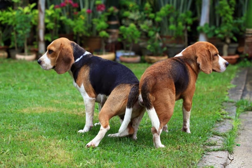 Two dogs standing with their backs to each other