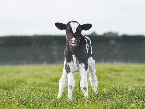 The little calf is standing in the field