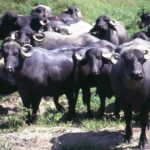 A herd of buffalo stands in a field