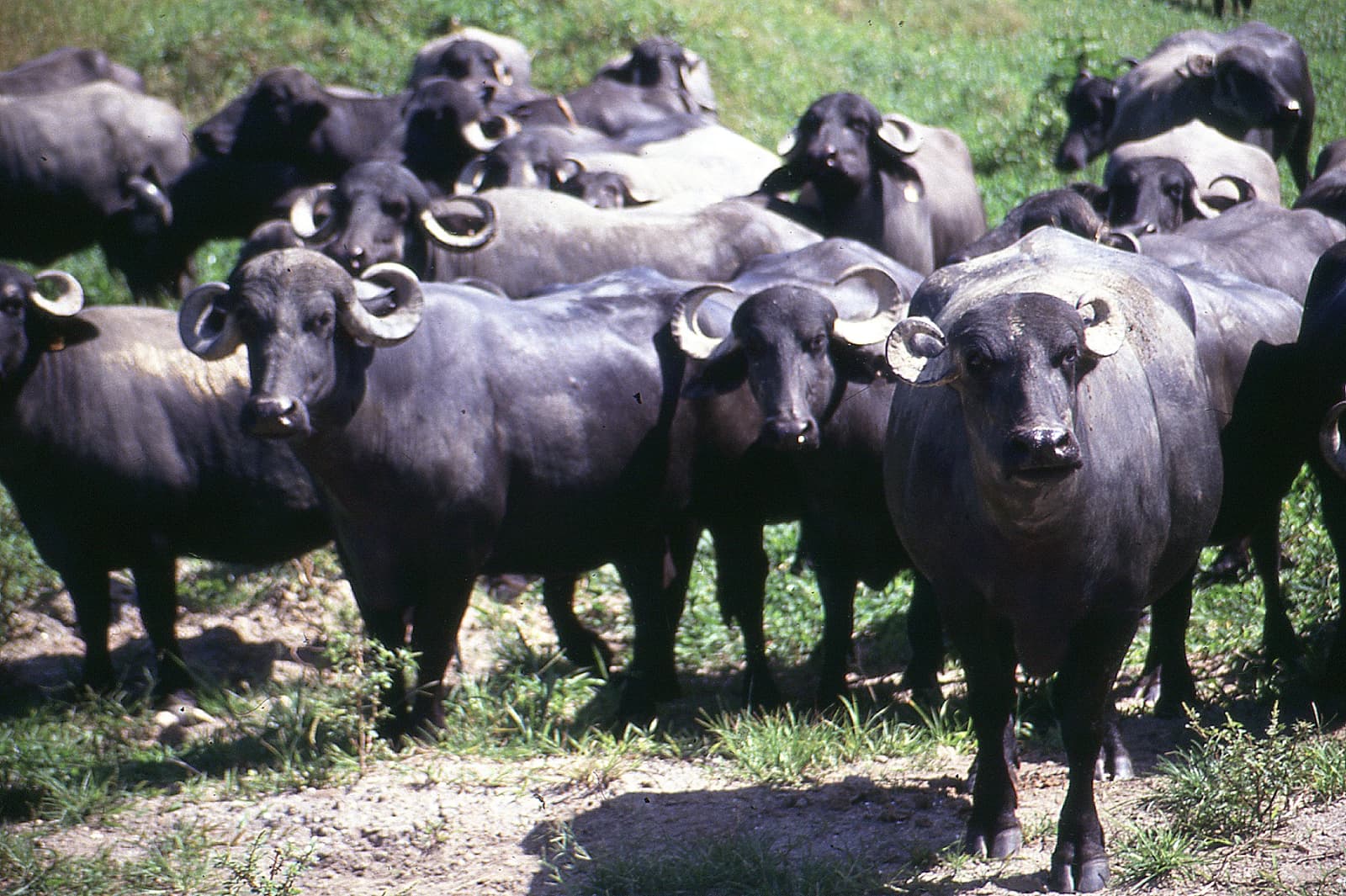 A herd of buffalo stands in a field