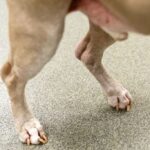 Two dog's hind legs